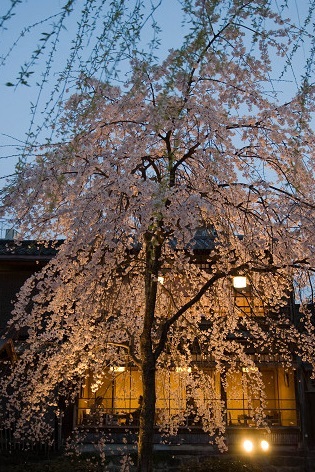 祇園夜桜